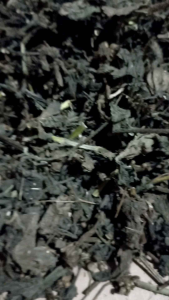 Daun bandotan kering organik 1 kg