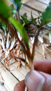 cryptocorine wenditi gren tanaman aquascape per 15batag yah kaka