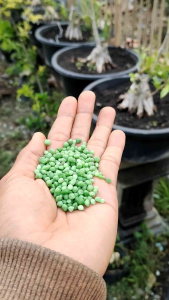 pupuk bonsai nutri top