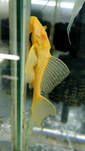 Albino Sailfin catfish 红眼女王 3-8inci catfish live fish