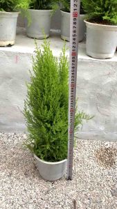 Cây Tùng Thơm To Mập - Cây thông Noel - Cây cao 50-60cm.