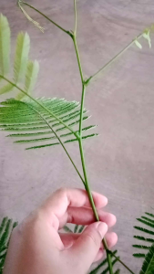 🍀❤️ตอนรับหน้าฝน ชะอมไร้หนาม รากแน่นๆกิ่งอวบไปพร้อมปลูก( 1ชุด3กิ่ง)🍀