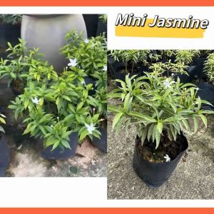 Mini Jasmine green & variegated outdoor plant