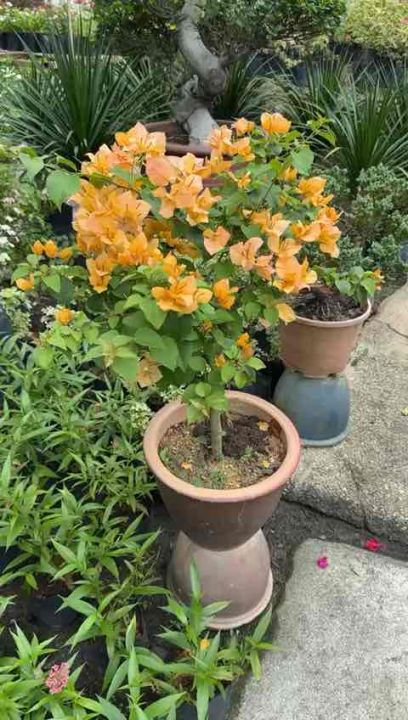 bougainvillea glabra live plant | Bunga Kertas pokok Hiasan hidup High ...
