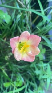 V.หัวดอกบัวดิน Neutron หัวละ 20 บาท