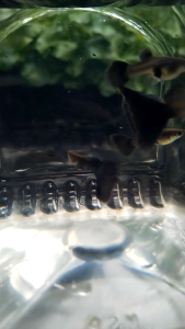 黑紫孔雀鱼 BLACK PURPLE DElTA GUPPY - 1 PAIR