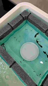 Combo lồng đẻ cho cá 7 màu cá molly