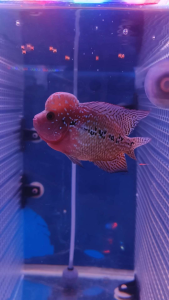 New 3.5inch VIP yellow Red kamfa Big Boom Head Flower Horn Fish - High Quality - Limited Stock