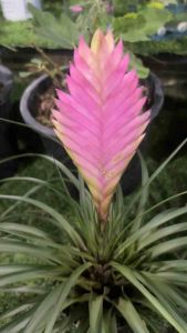 #ทิลแลนด์เซียพาราไดซ์ 🌸ทิลแลนด์เซีย พาราไดซ์ เป็นอีกหนึ่งพันธุ์ไม้สีชมพูที่ได้รับความนิยมในการนำมาจัดรูปแบบกระถาง เพราะพันธุ์ไม้ชนิดนี้ สามารถนำมาปลูกในพื้นที่จำกัด ซึ่งคนทั่วไปจะเรียกต้นไม้ชนิดนี้ว่าต้น “สับปะรดอากาศ” ด้วยดอกไม้ที่มีความโดดเด่นสวยงามเ