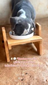 โต๊ะกินข้าวหมา-แมวเพื่อสุขภาพ