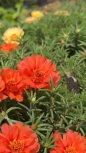 แพรเซี่ยงไฮ้ คุณนายตื่นสาย กิ่งพันธุ์แพรเซี้ยงไฮ้ คละสี ‼️แถมฟรี ปุ๋ยเร่งดอก ปักชำง่าย โตไว พันธุ์แข็งแรง ดอกใหญ่จัมโบ้ สีแปลก สีเด่น ต้องสวนแม่บุบผา