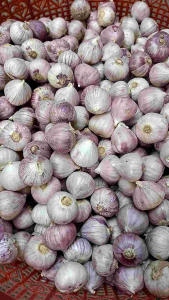 bawang putih tunggal/lanang besar