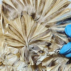 ปลากระเบนวงตากแห้ง ราคาวงละ25 บาท ซื้อ4แถม1วง ราคา99 บาท รสชาติเค็มกำลังดี