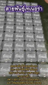 เมล็ดพันธุ์ปาล์มสายพันธุ์เทเนอร่า TN-1 (100เมล็ด)