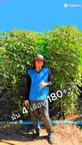 โปรเทค สารป้องกันพืช ป้องกันเพลีย ป้องกันเชื้อรา ป้องกันใบเหลืองใบลายใบจุดใบด่าง ป้องกันเพลียไฟไรแดง ใช้ได้ 20-25 ไร่