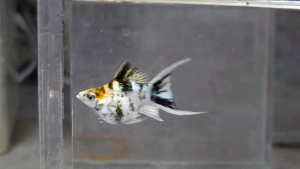 Red Head Lyretail Balloon Molly Fish(Female) 红头短身气球茉莉鱼(母)❗️(Not random fish)❗️Fish same as order❗️41
