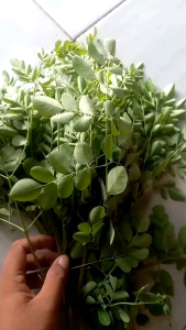 Daun Kelor Segar 50gram