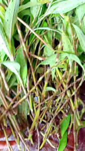 1Kg Cây Nghể Răm - Đ.iều T.rị Sá.n C.hó - Dược Liệu Quý -Hữu Cơ Trà Hữu Cơ Điều Trị Sán Chó Sản Phẩm Từ Yemen Đóng Gói Carton Tiện Lợi - Lazada