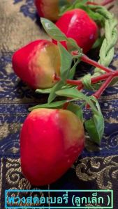 ผลไม้ปลอม พวงสตอเบอรี่จําลอง (ลูกเล็ก) ความยาวของพวง 18.5 นิ้ว