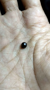 Batu lipan hitam alami stok terbatas