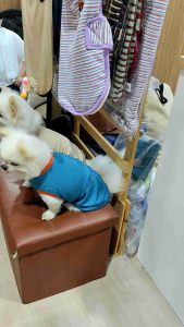 เสื้อสัตว์เลี้ยง สำหรับสุนัขและแมว การันตีความนุ่ม ใส่สบาย โปร่งเบา Puppy Gallery Love room T-shirt 3 สีใหม่