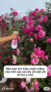 Dung dịch diệt côn trùng dạng xịt Keymedo   | - Nhện đỏ   | - Rệp cây   | - Rầy đen   | - Rệp   | - Bọ trĩ   | - Rệp trắng   | - Rệp   | - Muỗi   | - Bọ nhảy   | - Cảnh vườn cây xanh tươi