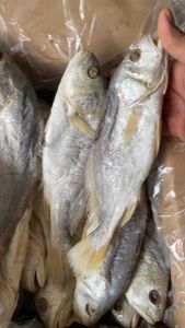 (Stok baru) ‼️ Ikan Gelama masam/jeruk | saiz : Besar ‼️ 500gm/pack ‼️ bersih & berkualiti ✅