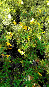 Golden Trumpet Live Plant: An Easy-Care Outdoor Flowering Plant