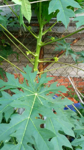 Trà nụ hoa đu đủ đực sấy lạnh với mật ong rừng. (HỘP 100 TÚI LỌC 25x55mm)