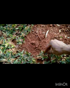 Rumput gajah mini( per 10 meter)/Rumput taman/Tanaman hias