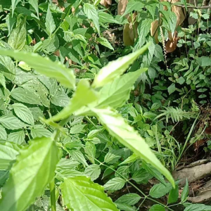 daun kallngsiir daun belalai gajah daun fresh baru petik di pohon 115 gr