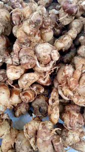 KENCUR CIKUR SUPER SEGAR AROMA KHAS WANGI (1kg)