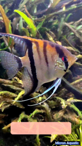 [DOA] Manacapuru Angelfish