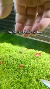 หญ้ากระดาษ ใบน้ำ ต้นไม้น้ำ เพาะจากเนื้อเยื่อADA