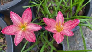 015.หัวดอกบัวดิน Wagyu วากิว หัวละ 50 บาท