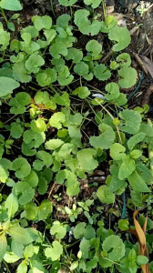 4 bầu (12 bụi) rau má lá nhỏ làm giống
