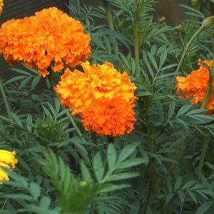 ถูกที่สุด เมล็ดพันธุ์ ดอกดาวเรืองสีส้ม