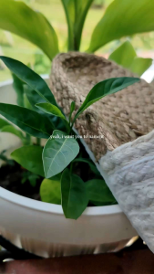 Liliw Made Milan Espadrille Abaca Slipper For Women