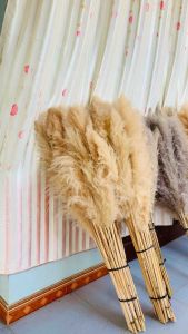 Combo 10 Bông lau cỏ lau khô hoa khô trang trí decor nhà trang trí shopspatrang trí tiệc cưới sự kiện