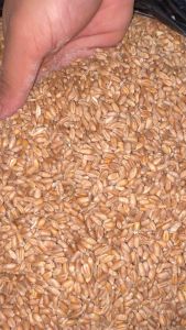 Biji Gandum Pakan Ternak 1KG