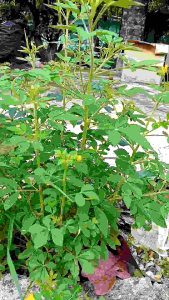 ผักเสี้ยนผี สมุนไพรสดถอนรากช่วงนี้มีสำหรับสกัดทำน้ำมันนวด เจล ครีม ยาหม่อง กก.ละ 79 บาท เก็บปลายทาง