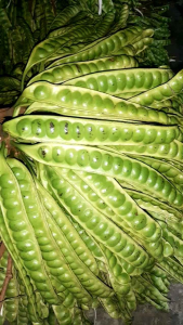 Pete Segar Superan Isi 20 Lonjor: Tips & Trik