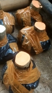 bahan bonsai bonggol anting putri uk stang motor