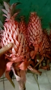 nanas muda segarasli nanas hutanpelancar HAID