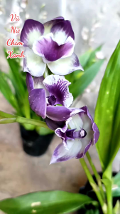 Vũ nữ Chim Xanh đang hoa