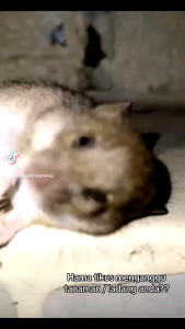 LIBAS 1 LITER Paling laris - BELI 5 GRATIS 1 Pestisida Insektisida Pembasmi Hama tikus dan belalang