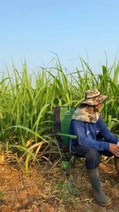 ปุ๋ยน้ำแกรมม่าทู 1000 ซีซี ใบเขียว แตกใบอ่อน เร่งดอก เร่งผล สะสมอาหาร ผลใหญ่ ต้นสมบูรณ์ แข็งแรง ลูกดก ธาตุอาหารรอง อาหารเสริม