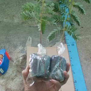 paket 5 Bibit Asem Jawa Bahan Bonsai Super Unggu