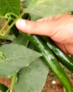 100 Butir Biji/Benih Tanaman Cabe Merah Besar