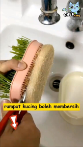 Cat Grass/Cat Grass Self-Growing/Rumput Kucing/Rumput Kucing Tumbuh Sendiri/猫草/猫草Diy